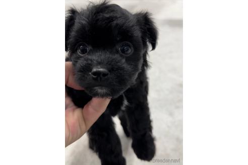 成約済の福岡県のチワプー:チワワ×トイプードル-216348の4枚目