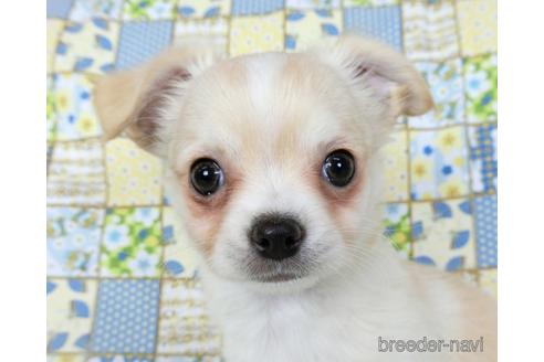 成約済の千葉県のチワワ(ロングコート)-218649の6枚目