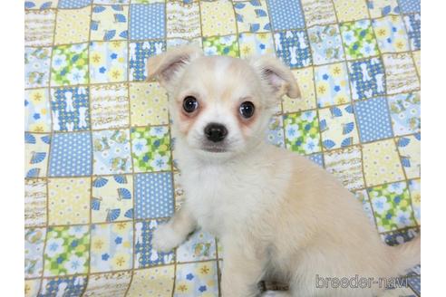 成約済の千葉県のチワワ(ロングコート)-218649の7枚目