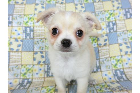 成約済の千葉県のチワワ(ロングコート)-218649の8枚目