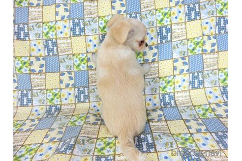 成約済の千葉県のチワワ(ロングコート)-218649の10枚目