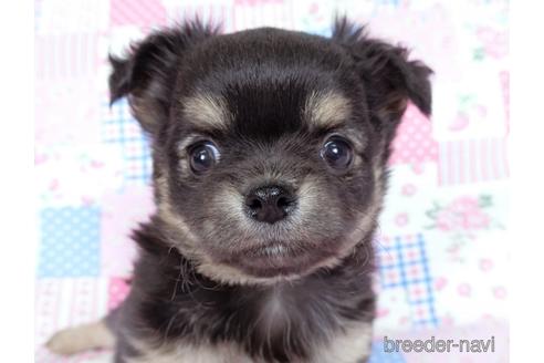 成約済の千葉県のチワワ(ロングコート)-218009の6枚目