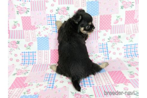 成約済の千葉県のチワワ(ロングコート)-218009の7枚目