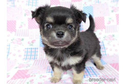 成約済の千葉県のチワワ(ロングコート)-218009の8枚目