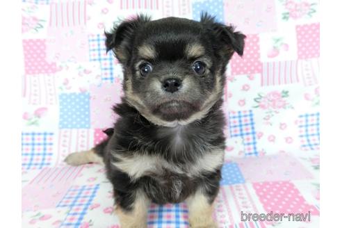 成約済の千葉県のチワワ(ロングコート)-218009の9枚目