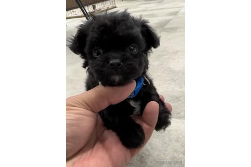 成約済の福岡県のチワプー:チワワ×トイプードル-216342の2枚目