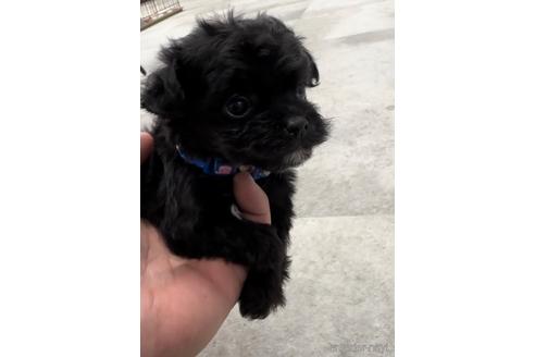 成約済の福岡県のチワプー:チワワ×トイプードル-216342の3枚目