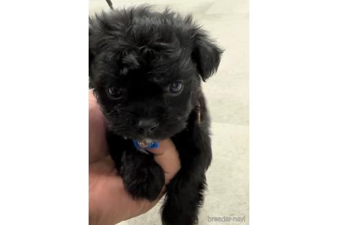 成約済の福岡県のチワプー:チワワ×トイプードル-216342の4枚目