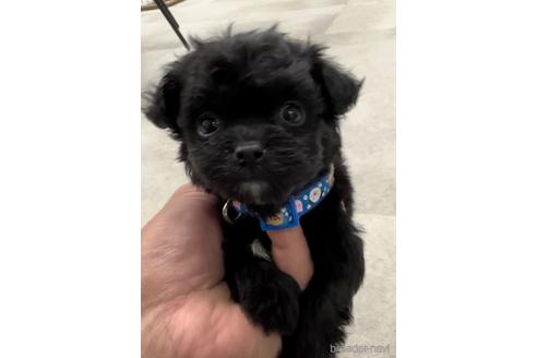 成約済の福岡県のチワプー:チワワ×トイプードル-216342の1枚目