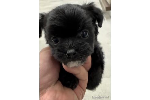 成約済の福岡県のチワプー:チワワ×トイプードル-216340の1枚目