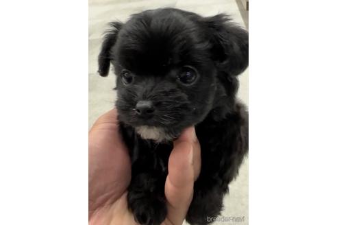 成約済の福岡県のチワプー:チワワ×トイプードル-216340の4枚目