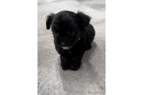 成約済の福岡県のチワプー:チワワ×トイプードル-216340の2枚目