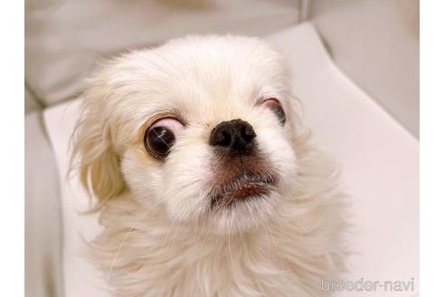 成約済の東京都のペキニーズ-199386の18枚目