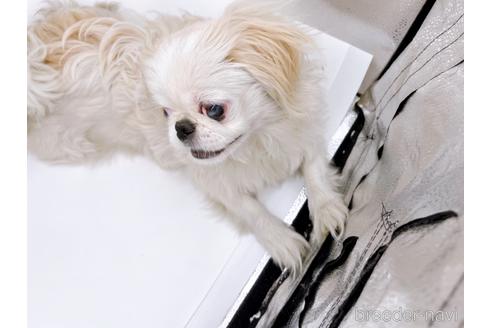 成約済の東京都のペキニーズ-199386の11枚目