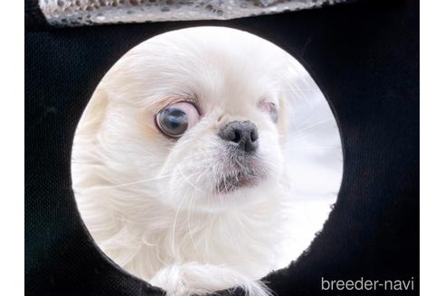 成約済の東京都のペキニーズ-199386の12枚目