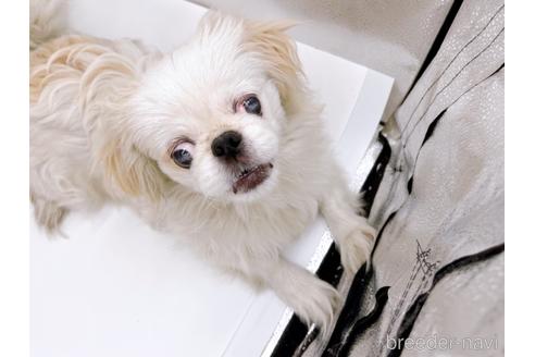 成約済の東京都のペキニーズ-199386の9枚目