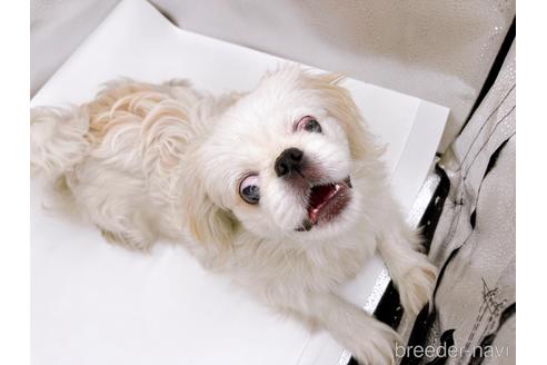 成約済の東京都のペキニーズ-199386の13枚目