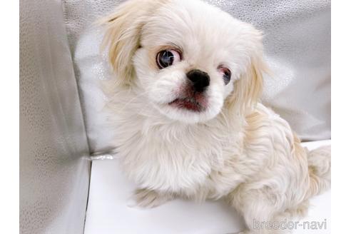 成約済の東京都のペキニーズ-199386の14枚目