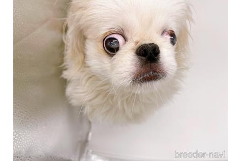 成約済の東京都のペキニーズ-199386の15枚目