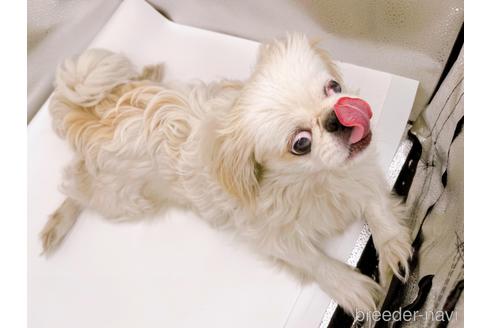 成約済の東京都のペキニーズ-199386の16枚目