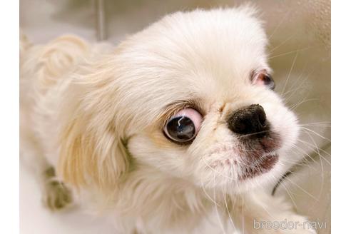 成約済の東京都のペキニーズ-199386の17枚目