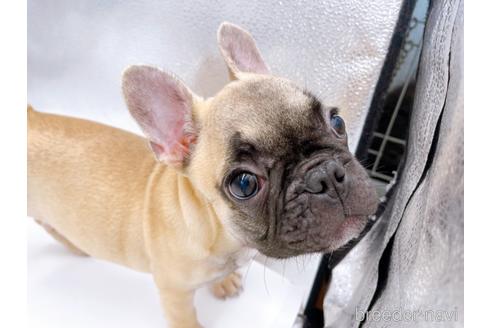 成約済の東京都のフレンチブルドッグ-208651の29枚目