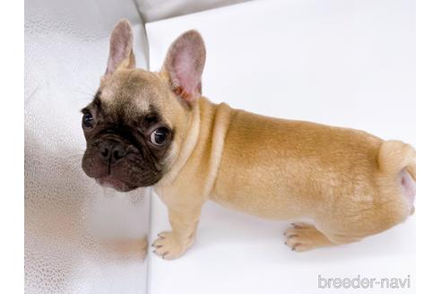 成約済の東京都のフレンチブルドッグ-208651の26枚目