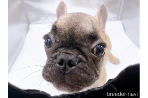 成約済の東京都のフレンチブルドッグ-208651の24枚目