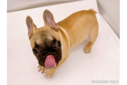 成約済の東京都のフレンチブルドッグ-208651の25枚目