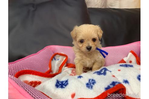 成約済の岐阜県のミックス犬-214455の3枚目