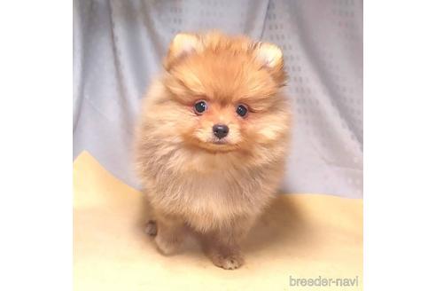 成約済の茨城県のポメラニアン-216479の4枚目