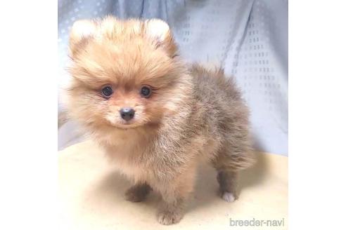 成約済の茨城県のポメラニアン-216479の1枚目