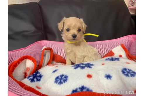 成約済の岐阜県のミックス犬-214452の15枚目