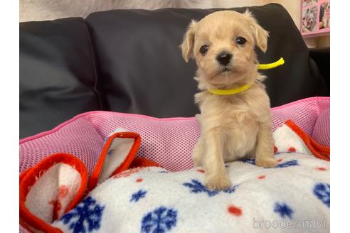 成約済の岐阜県のミックス犬-214452の14枚目
