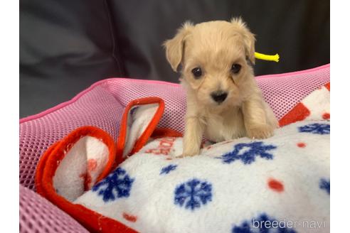 成約済の岐阜県のミックス犬-214452の12枚目