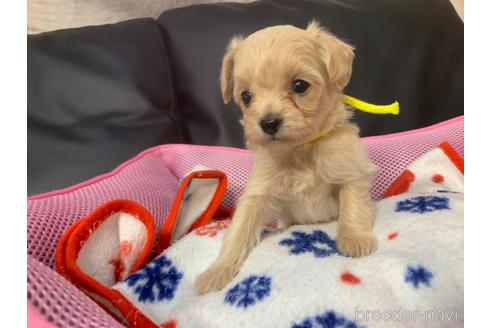 成約済の岐阜県のミックス犬-214452の12枚目