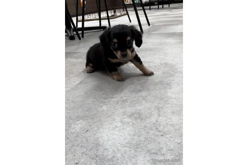 成約済の福岡県のチワックス:チワワ×ミニチュアダックスフンド-216176の6枚目