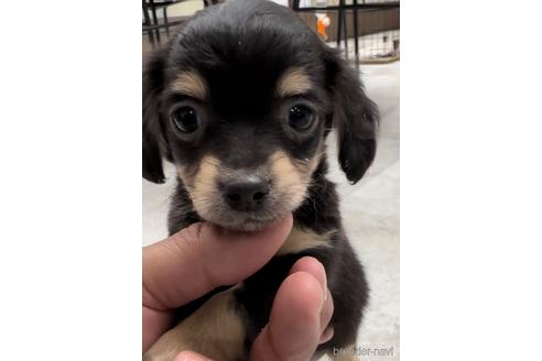 成約済の福岡県のチワックス:チワワ×ミニチュアダックスフンド-216176の7枚目