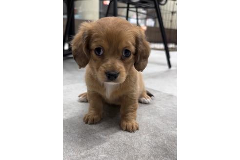 成約済の福岡県のチワックス:チワワ×ミニチュアダックスフンド-216168の6枚目