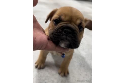 成約済の福岡県のミックス犬-217898の6枚目