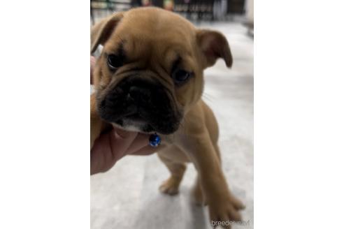 成約済の福岡県のミックス犬-217898の7枚目