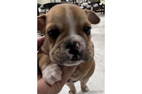 成約済の福岡県のミックス犬-218913の1枚目