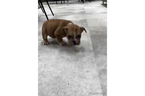 成約済の福岡県のミックス犬-218913の2枚目