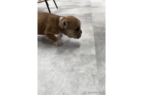 成約済の福岡県のミックス犬-218913の3枚目