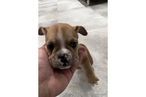 成約済の福岡県のミックス犬-218913の5枚目