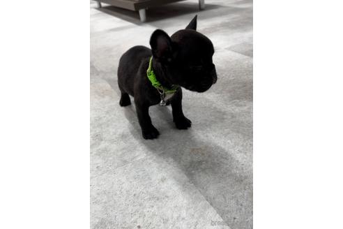 成約済の福岡県のフレンチブルドッグ-216182の2枚目