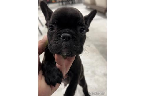 成約済の福岡県のフレンチブルドッグ-216182の1枚目