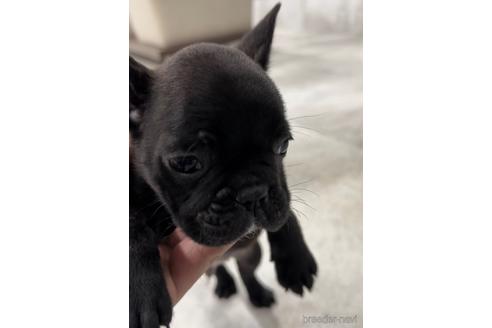 成約済の福岡県のフレンチブルドッグ-216182の3枚目
