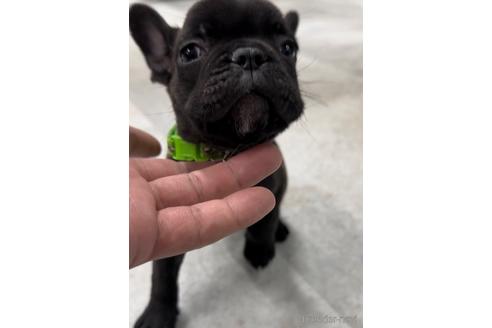 成約済の福岡県のフレンチブルドッグ-216182の5枚目