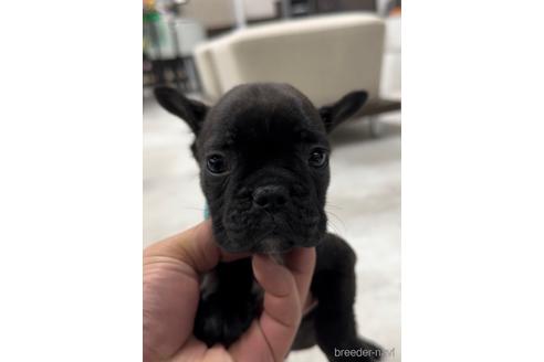 成約済の福岡県のフレンチブルドッグ-216185の5枚目